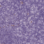 Anti-WWTR1 Antibody