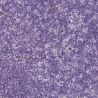 Immunohistochemical staining of human lymph node shows no nuclear positivity in lymphoid cells as expected.