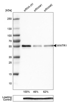 Anti-WWTR1 Antibody