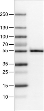 Lane 1: Marker [kDa]_br/_Lane 2: Human cell line U-251 MG