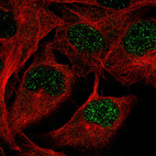 Immunofluorescence staining in SKMEL cell line with Anti-WWTR1 monoclonal antibody, showing spotty nuclear staining in green. Microtubule probes are visualized in red (where available).