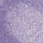 Anti-HNF1B Antibody