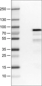 Lane 1: Marker [kDa]_br/_Lane 2: Negative control (vector only transfected HEK293T lysate)_br/_Lane 3: HNF1B Over-expression Lysate (Co-expressed with a C-terminal myc-DDK tag (~3.1 kDa) in mammalian HEK293T cells, LY400162)