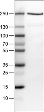 Lane 1: Marker [kDa]_br/_Lane 2: Human cell line HEK293T