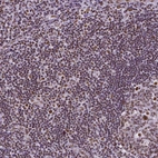 Immunohistochemical staining of human tonsil shows moderate to strong nuclear positivity in lymphoid cells.