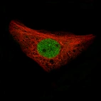 Immunofluorescence staining of U-2 OS cells using the Anti-REST monoclonal antibody, showing specific staining in the nucleoplasm in green. Microtubule- and nuclear probes are visualized in red and blue, respectively (where available).