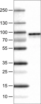 Lane 1: Marker [kDa]_br/_Lane 2: Human cell line U-251 MG