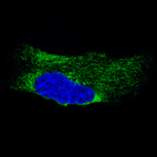 Immunofluorescence staining of U-251 cells using the Anti-MTDH monoclonal antibody, showing specific staining in the endoplasmic reticulum in green. Microtubule- and nuclear probes are visualized in red and blue, respectively (where available).