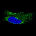 Immunofluorescence staining of U-251 cells using the Anti-MTDH monoclonal antibody, showing specific staining in the endoplasmic reticulum in green. Microtubule- and nuclear probes are visualized in red and blue, respectively (where available).