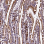 Immunohistochemical staining of human small intestine shows moderate cytoplasmic positivity in glandular cells.