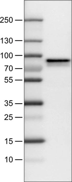 Lane 1: Marker [kDa]_br/_Lane 2: Human cell line U-251 MG