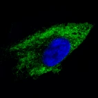 Immunofluorescence staining of U-251 cells using the Anti-MTDH monoclonal antibody, showing specific staining in the endoplasmic reticulum in green. Microtubule- and nuclear probes are visualized in red and blue, respectively (where available).