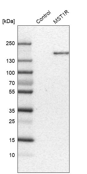 Anti-MST1R Antibody