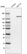 Anti-MST1R Antibody