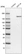 Anti-MST1R Antibody