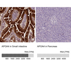 Anti-APOA4 Antibody