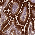 Immunohistochemical staining of human small intestine shows strong cytoplasmic positivity in glandular cells.
