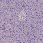 Anti-APOA4 Antibody