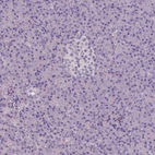 Immunohistochemical staining of human pancreas shows no positivity in exocrine glandular cells as expected.