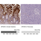 Anti-APOA4 Antibody