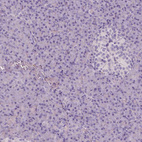 Immunohistochemical staining of human pancreas shows no positivity in exocrine glandular cells as expected.