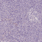 Anti-APOA4 Antibody