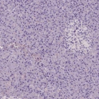 Immunohistochemical staining of human pancreas shows no positivity in exocrine glandular cells as expected.