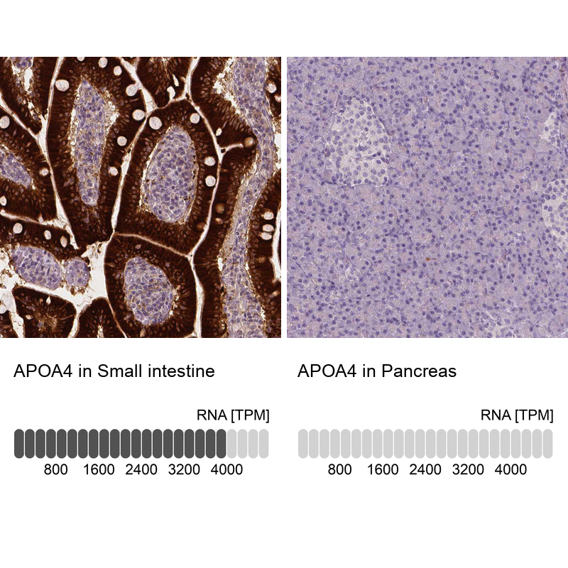 Anti-APOA4 Antibody