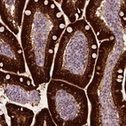 Immunohistochemical staining of human small intestine shows strong cytoplasmic positivity in glandular cells.