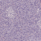 Anti-APOA4 Antibody