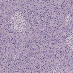 Immunohistochemical staining of human pancreas shows no positivity in exocrine glandular cells as expected.