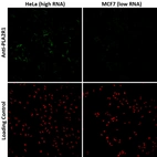 Validation of the Anti-PLA2R1 monoclonal antibody by comparing the immunofluorescence staining in human cell lines Hela and MCF7 exhibiting a relatively high and low expression of PLA2R1 (based on RNA-seq values), respectively. The PLA2R1 (green signal) is present in Hela cells but is absent in MCF7 cells. The anti-HDAC1 antibody (HPA029693) was used as a loading control (red signal).