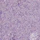 Immunohistochemical staining of human pancreas shows no positivity in exocrine glandular cells as expected.