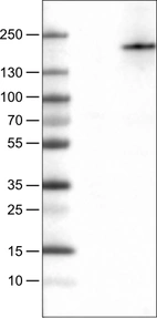 Lane 1: Marker [kDa]_br/_Lane 2: Negative control (vector only transfected HEK293T lysate) _br/_Lane 3: PLA2R1 Over-expression Lysate (Co-expressed with a C-terminal myc-DDK tag (~3.1 kDa) in mammalian HEK293T cells, LY423477)
