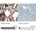 Anti-STAT3 Antibody