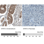 Anti-STAT3 Antibody