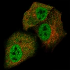 Immunofluorescence staining of A549 cells using the Anti-STAT3 monoclonal antibody, showing specific staining in the nucleoplasm and cytosol in green. Microtubule- and nuclear probes are visualized in red and blue, respectively (where available).