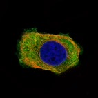Immunofluorescence staining of MCF7 cells using the Anti-PHGDH monoclonal antibody, showing specific staining in the cytosol and the plasma membrane in green. Microtubule- and nuclear probes are visualized in red and blue, respectively (where available).
