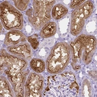 Immunohistochemical staining of human kidney shows strong positivity in apical membrane in cells in tubules.