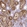 Anti-SLC22A2 Antibody