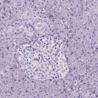 Immunohistochemical staining of human pancreas shows no positivity in either exocrine or endocrine glandular cells as expected.