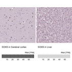 Anti-SOX9 Antibody