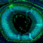 Immunofluorescence staining of mouse embryo E14 shows moderate positivity in the developing eye.