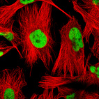 Anti-SOX9 Antibody