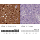 Anti-NECAB1 Antibody