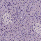 Anti-NECAB1 Antibody