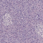 Immunohistochemical staining of human pancreas shows no positivity in exocrine glandular cells as expected.