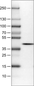 Lane 1: Marker [kDa]_br/_Lane 2: Human cerebral cortex lysate