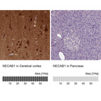 Anti-NECAB1 Antibody