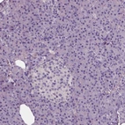 Immunohistochemical staining of human pancreas shows no positivity in exocrine glandular cells as expected.